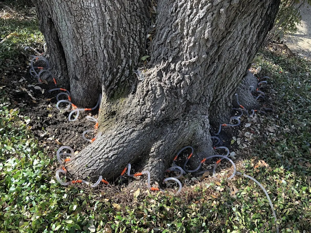 Detailed Tree Cabling and Bracing job site in Manitou Springs